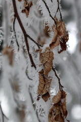 Branche de feuillu sous le givre