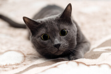 the cat is preparing to jump