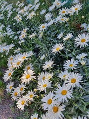 Daisies in Patagonia