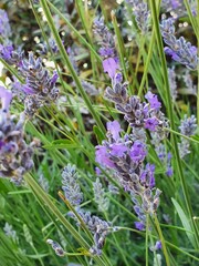 Lavender in blossom