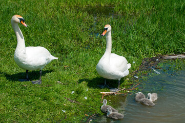 pair of swans with little swans