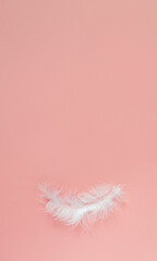 One white feather on a color background. Pink background Bunner
