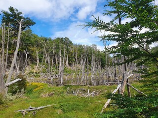 Beaver dam in the National Park in Patagonia