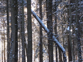 birch forest in winter