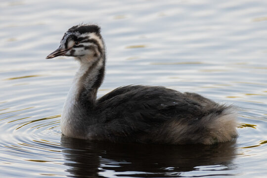 Junger Haubentaucher schwimmt im Wasser