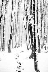 Fototapeta premium Winter forest after a blizzard