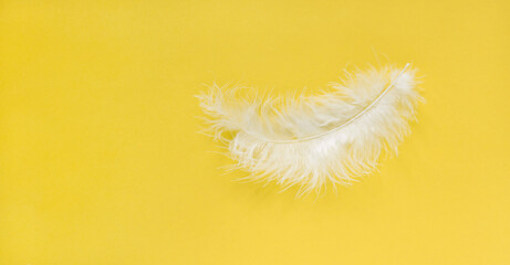 One white feather on a color background. Yellow background Bunner