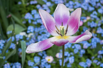 Blooming, fully opened lily flower with six light pink petals with purple central part of petal with yellow center and brown stamens on blurred background of bushes with small blue forget-me-nots.