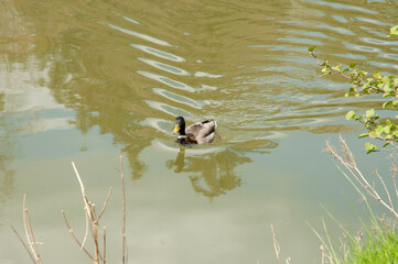Duck in the pond