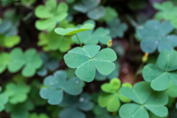 Green clover field in the garden for St. Patrick Day. Beautiful clover leaves background and nature abstract background. St.Patrick's day concept. template for design. copy space 