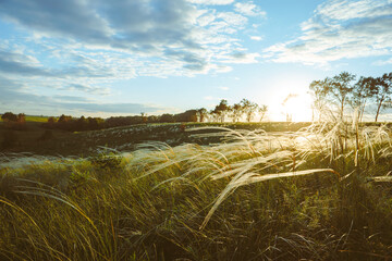 beautiful landscape forest field and blue sky