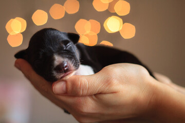 newborn border collie puppy held in hand sleeping indoors with blurry christmas lights in the background