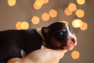 newborn border collie puppy held in hand indoors with blurry christmas lights in the background