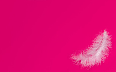 One white feather on a color background. Pink background Bunner