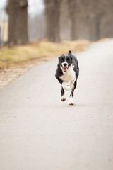 border collie dog running towards the camera on a road