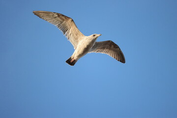 Obraz premium die Freiheit