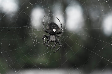 spider on web
