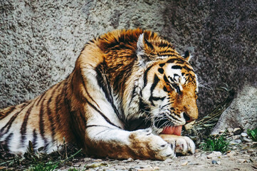 Fototapeta na wymiar Tiger laying on a ground