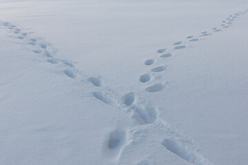 Footprints intersected in deep snow