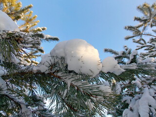 snow covered tree