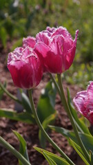 red tulips in garden