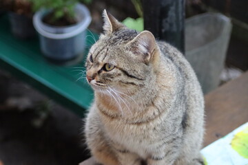 the cat is sitting in the garden