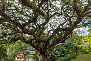 Arbre d'un parc à Singapour