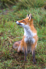 Beautiful young red Fox in the wild