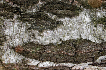 The horizontal texture of a birch bark, natural background, close-up to the tree bark