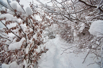 Winter trees in mountains covered with fresh snow. Beautiful landscape with branches of trees covered in snow. Mountain road in Caucasus. Azerbaijan