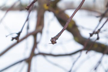 Close up of a tree branch without leaves. Outdoor winter, blurred background