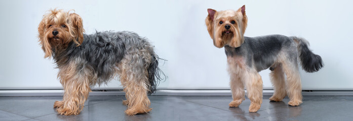 Yorkshire Terrier before grooming and after grooming on a light background