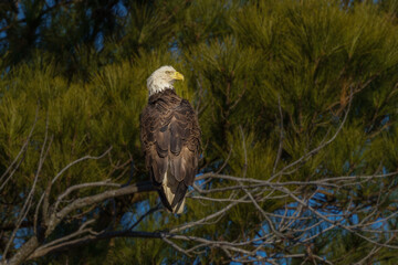 american bald eagle