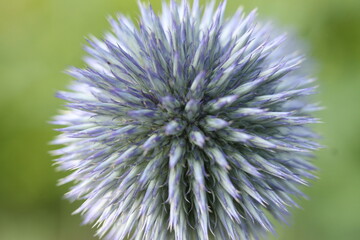 Purple Flower