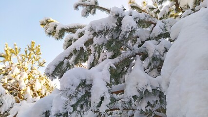 snow covered branches