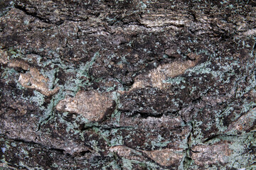 Close-up to the bark of oak, panoramic photo of the oak detailed texture, natural wooden background