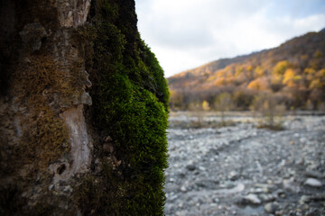 tree with moss on roots in a green forest or moss on tree trunk. Tree bark with green moss.
