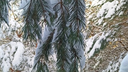 snow covered pine tree
