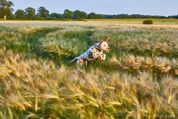 hund auf dem sprung