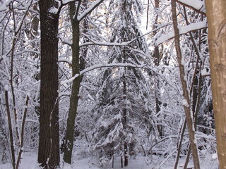 snow covered trees