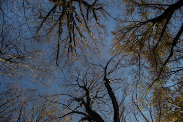 Autumn trees in the forest. Top to bottom view.