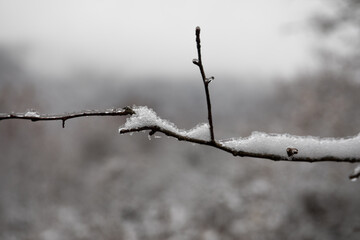 Winter trees in mountains covered with fresh snow. Beautiful landscape with branches of trees covered in snow. Mountain road in Caucasus. Azerbaijan