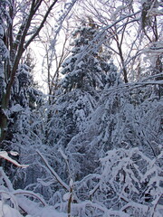 trees in snow