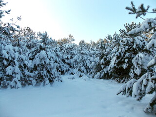 snow covered trees
