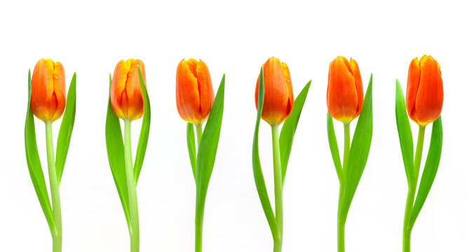 Rote Tulpen auf weissem hintergrund