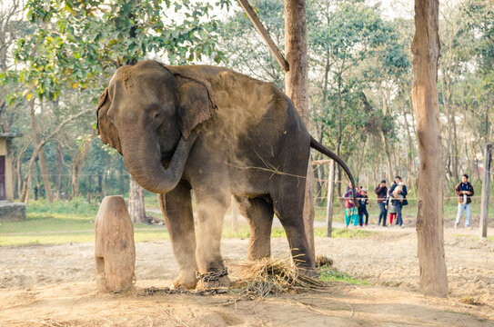Asian elephant throwing sand over its back with its trunk, dust bath, Chitwan National Park, Nepal
