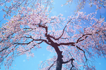 cherry blossom against sky