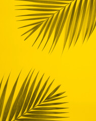 Fototapeta premium Palm tree leaf on colorful background.