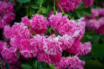 Floribunda garden rose. Delicate pink roses in a full bloom in the garden. Background of lush blooming flowers on the bushes in summer