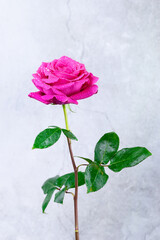 Fototapeta premium Red rose in a romantic background..